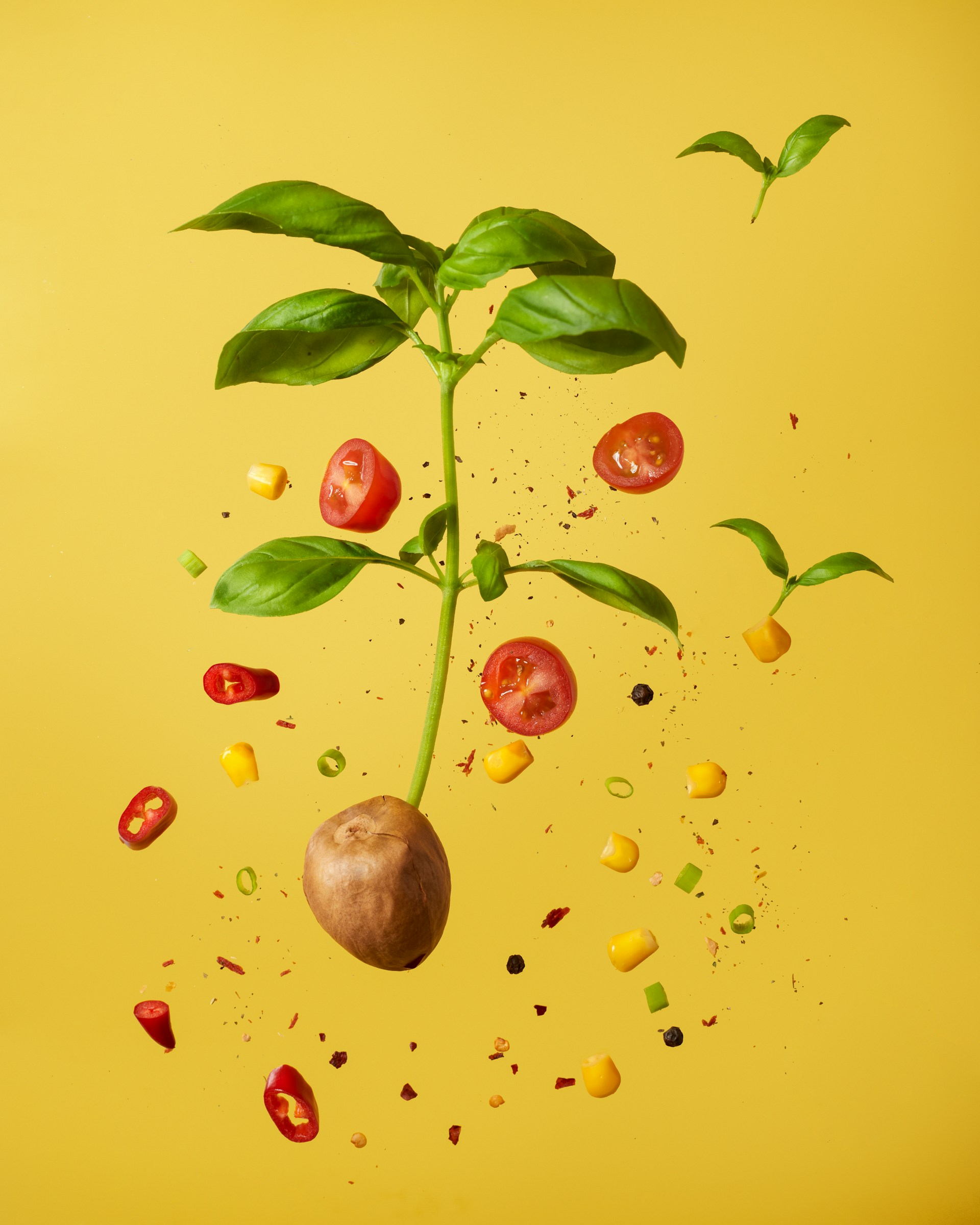 How to Grow Tomatoes