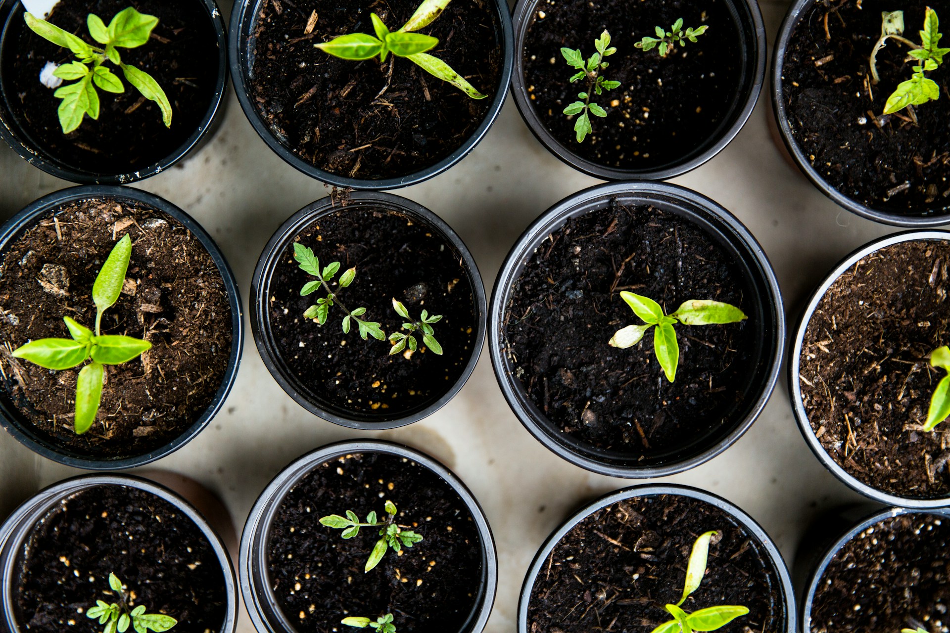 How to plant a garden gardening tips 4
